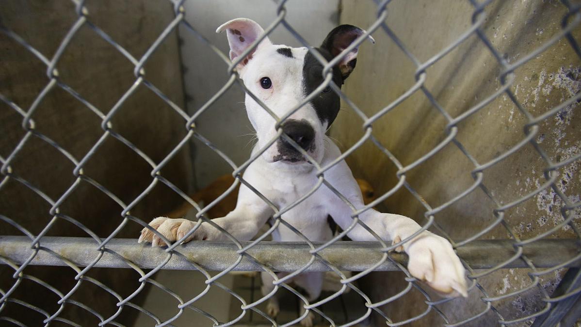 Pima Animal Care Center seeks short-term housing for 100 dogs